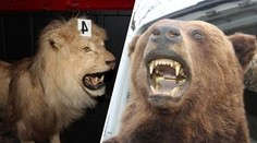 Zfetovaný muž převážel vycpaného medvěda či lva. Neměl na to povolení
