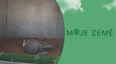 Sokolí hnízdo je místo na skále na komíně. Dravcům se tam daří lépe