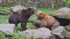 VIDEO: Seznámení šelem v zoo skončilo krvavou bitkou. Medvěd přišel o kus jazyka