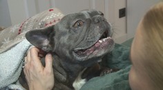 Až třetina Němců dovoluje psům a kočkám spát v posteli. Dost tím ale riskují