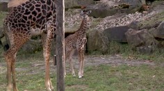 Roztomilé mládě žirafy se narodilo v ohájské ZOO