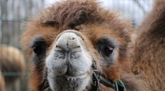 Smutek v plzeňské zoo. Uhynula známá velbloudice Josefína