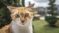 Vědci mají novou stopu při hledání léku na rakovinu. Vše vyřeší kočky