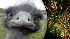 HYENY: Pštrosa Vendu zabili pyrotechnikou! Jen tak pro zábavu