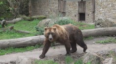 Děčínská zoo se pyšní evropským unikátem. Chová medvěda kamčatského