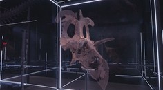 Významný milník pro paleontologii. Vědci našli lebku nového dinosaura