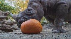 Zvířata v americké zoo dostala dýně. Mají jim zlepšit stravu a duševní pohodu