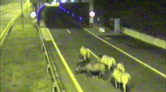 VIDEO: Zvířata na silnici! Koně obsadili tunel, svišť překážel Formuli 1