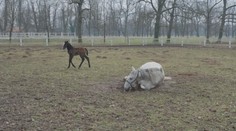 V Kladrubech se narodila první letošní hříbata. Malá klisnička už vesele skotačí