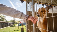 Policisté zachránili víc než 150 pejsků žijících v bídě. Čekají na nový domov