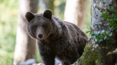 Češi měli na Slovensku ulovit chráněného medvěda. Při převozu je chytila policie
