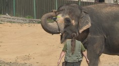 VIDEO: Osamělá slonice z ústecké zoo duševně strádá
