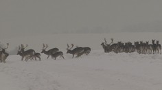 Prudká zima má i svoje výhody. Mrazy mohou pomoci farmářům i včelařům