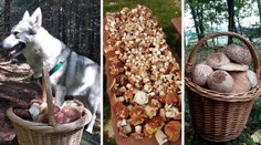 Stále rostou! Čtenáři TN.cz se podělili o fotky košíků plných bedel a hřibů