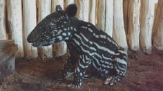 Vzácný tapír i hříbátko. Zavřená Zoo Praha ukázala nové přírůstky! VIDEO