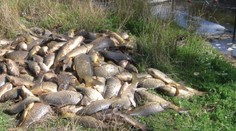"Kaprogeddon": Austrálie bude hubit kapry pomocí herpesviru