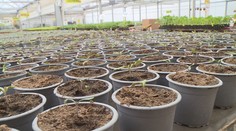 Na Velikonoce se vrátí teplé počasí. To vítají především zahrádkáři