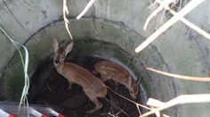 Srnčata spadla do hluboké skruže. Matka je volala, pomohli až hasiči