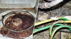 Inspekce zavřela restauraci v lázeňském letovisku. V kuchyni byla plíseň i škůdci