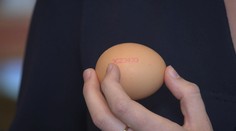 Nenechte se napálit při koupi vajec! NÁVOD, jak poznat kvalitu