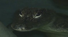 Jihlavská ZOO si k Vánocům nadělila vzácného aligátora