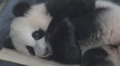 Nizozemská zoo má novou atrakci. Pyšní se samečkem pandy velké