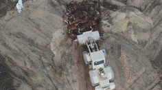 Maďarské kafilérky kvůli slintavce nestíhají. Zvířata zakopávají pod zem