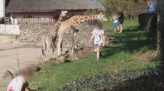 Rodiče riskují životy dětí! V zoo je posílají do výběhů dravých šelem