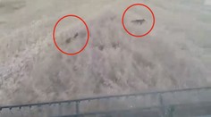 Prasata se skrývala v poli do poslední chvíle. Nakonec před kombajnem utekla