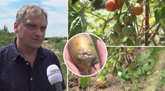 Na rajčatech i bramborách se letos daří plísním. Co se stane, když ji sníme?