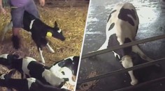 VIDEO: Skryté kamery natočily otřesné záběry týrání zvířat na českých farmách