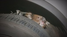 Koala se schovala na nápravu auta, řidič s ní ujel 16 kilometrů