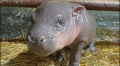 Jihlavská zoo se rozloučila s mládětem hrošíka. Přesunulo se do Izraele
