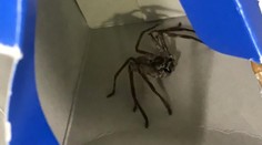 Turisti našli černého pasažéra v příruční tašce. Byl to obří pavouk!