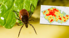 Klíště zabilo prvního člověka: Tady je nejvyšší riziko! MAPY