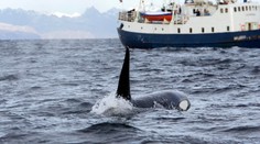 Na výletní loď u Španělska zaútočily kosatky. Plavidlo poslaly ke dnu