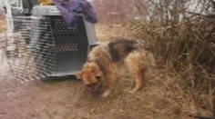 DOJEMNÝ PŘÍBĚH: Fenka Rosí přežila operaci, teď musí na další!