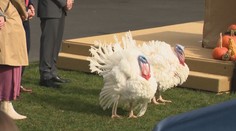 Biden tradičně omilostnil krocana. Vtipkování se prezidentovi ale nepovedlo