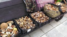 Příliš velké sucho? Houbař našel v lese úchvatný úlovek!