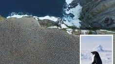 Vědci objevili obří kolonii tučňáků. Našli ji z vesmíru díky výkalům