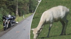 Kuriózní nehoda: Motorka srazila bílého daňka