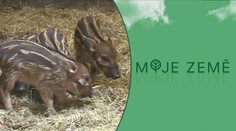 Ve Dvoře Králové se podařilo rozmnožit nejbarevnější prasátko na světě
