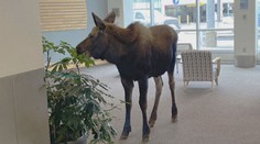 Překvapení v nemocnici. Dovnitř vešel los a pustil se do pokojových rostlin