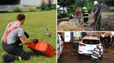 Hasičské kuriozity: Tekutý písek, kachňata i dítě uvízlé v domečku