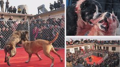 Šokující foto: Při psích zápasech se baví stovky lidí