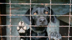 Nekupujete psa z množírny? Veterináři vydali seznam chovatelů