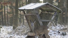 Nekrmte v lese zvířata, prosí experti. Zabít může i rohlík!