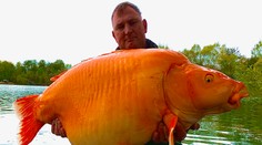 Rybář chytil nepolapitelnou zlatou rybku. Je gigantická, bojoval s ní půl hodiny
