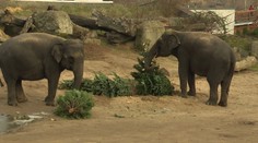 Neprodané vánoční stromky skončily v zoo. Zvířatům slouží k jídlu i zábavě