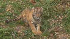 Ve zlínské zoo poprvé ukázali půlročního tygra. Matka ho kvůli nemoci odmítala